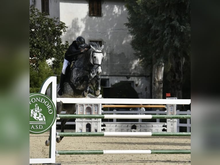 BWP (cheval de sang belge) Hongre 8 Ans 163 cm Gris in Napoli