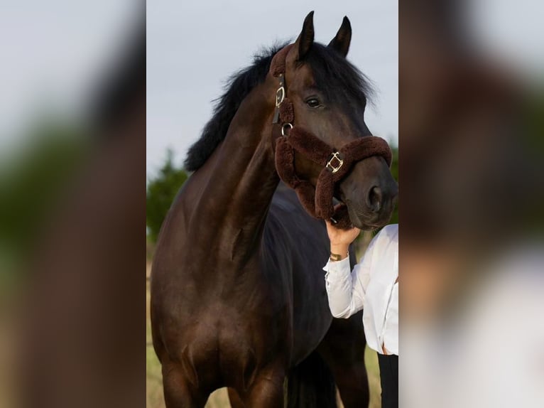 BWP (cheval de sang belge) Hongre 8 Ans 164 cm Bai brun in GROTE-BROGEL