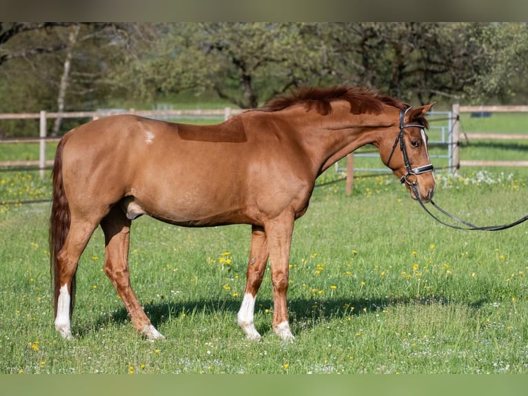 BWP (cheval de sang belge) Hongre 8 Ans 165 cm Alezan in Interlaken