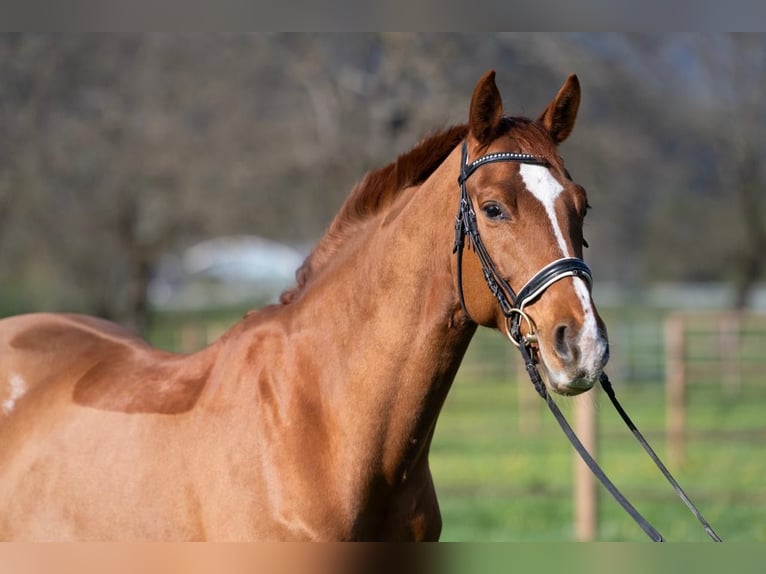 BWP (cheval de sang belge) Hongre 8 Ans 165 cm Alezan in Interlaken