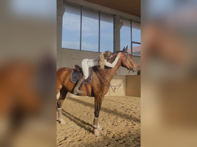 BWP (cheval de sang belge) Hongre 8 Ans 165 cm Bai in Salzburg