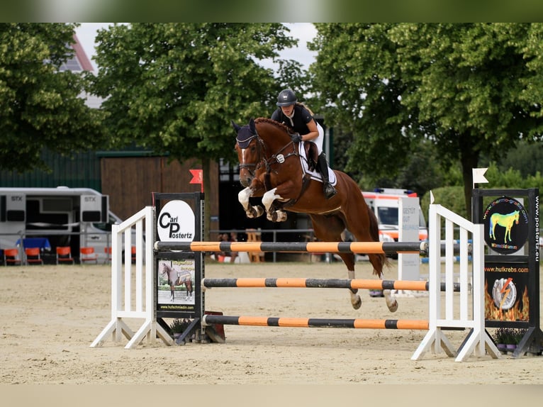 BWP (cheval de sang belge) Hongre 8 Ans 166 cm Alezan in Tönisvorst