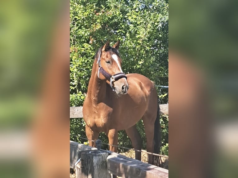 BWP (cheval de sang belge) Hongre 8 Ans 168 cm Bai in Burst BWP (cheval de sang belge) Hongre 8 Ans 168 cm Bai in Burst