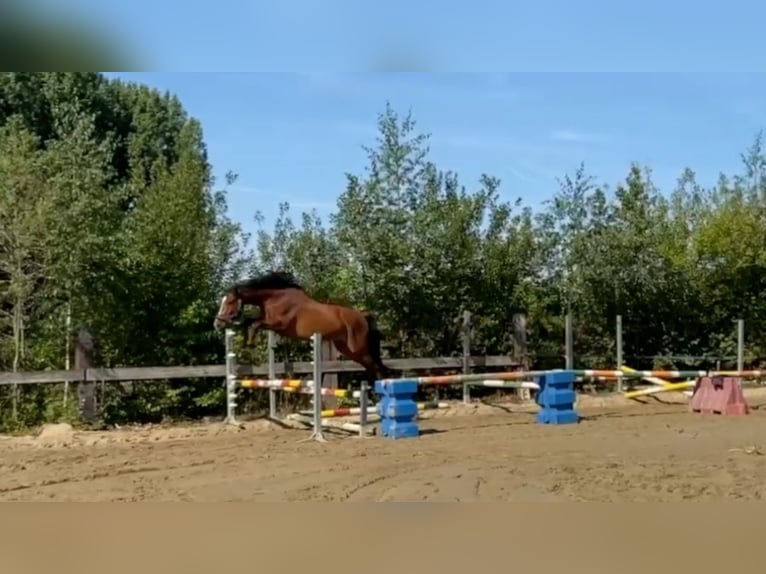 BWP (cheval de sang belge) Hongre 8 Ans 168 cm Bai in Burst BWP (cheval de sang belge) Hongre 8 Ans 168 cm Bai in Burst