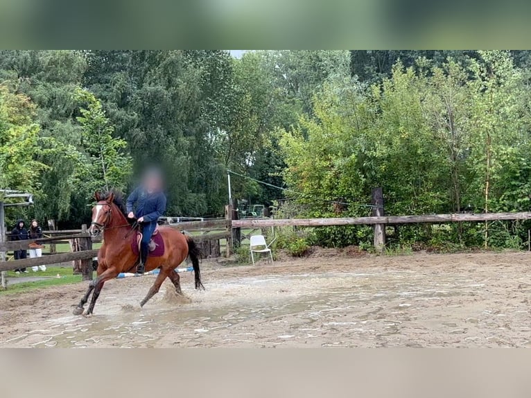 BWP (cheval de sang belge) Hongre 8 Ans 168 cm Bai in Burst BWP (cheval de sang belge) Hongre 8 Ans 168 cm Bai in Burst