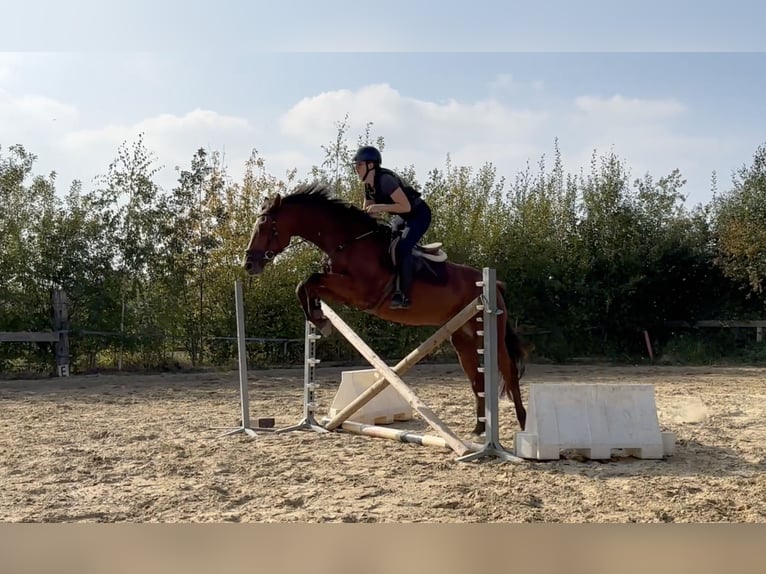 BWP (cheval de sang belge) Hongre 8 Ans 168 cm Bai in Burst BWP (cheval de sang belge) Hongre 8 Ans 168 cm Bai in Burst