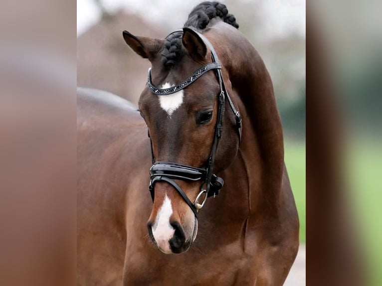 BWP (cheval de sang belge) Hongre 8 Ans 171 cm Bai in Dordrecht