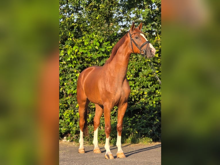 BWP (cheval de sang belge) Hongre 8 Ans 172 cm Alezan in Weert