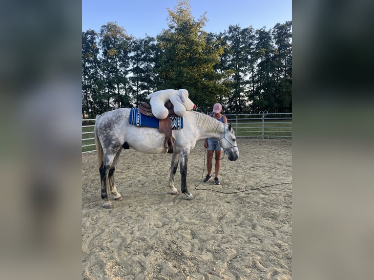 BWP (cheval de sang belge) Hongre 8 Ans 172 cm Gris in 's-Gravenhage