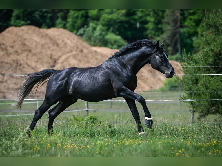 BWP (cheval de sang belge) Hongre 8 Ans 175 cm Gris pommelé in Schlans