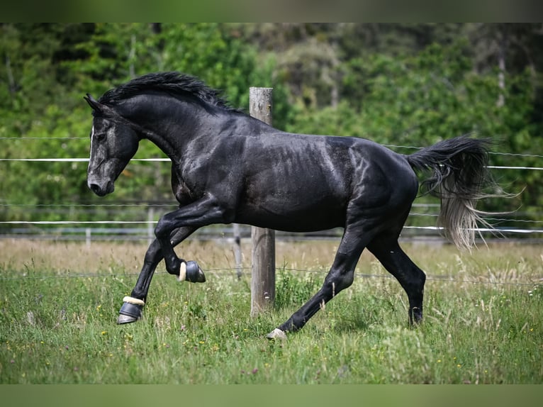BWP (cheval de sang belge) Hongre 8 Ans 175 cm Gris pommelé in Schlans