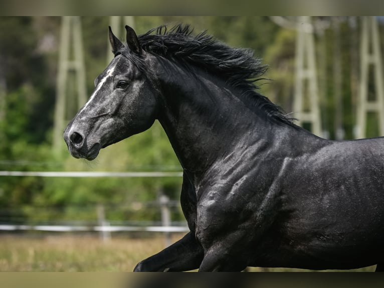 BWP (cheval de sang belge) Hongre 8 Ans 175 cm Gris pommelé in Schlans
