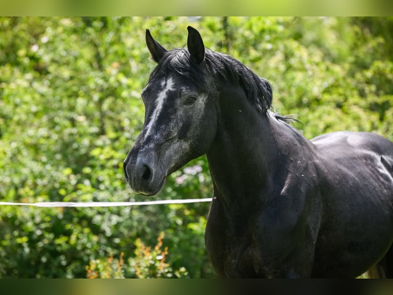 BWP (cheval de sang belge) Hongre 8 Ans 175 cm Gris pommelé in Schlans