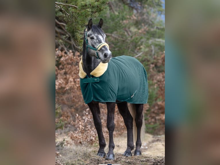 BWP (cheval de sang belge) Hongre 8 Ans 175 cm Gris pommelé in Schlans
