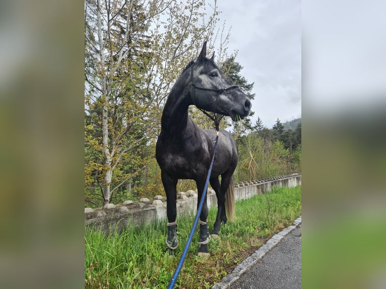 BWP (cheval de sang belge) Hongre 8 Ans 175 cm Gris pommelé in Schlans