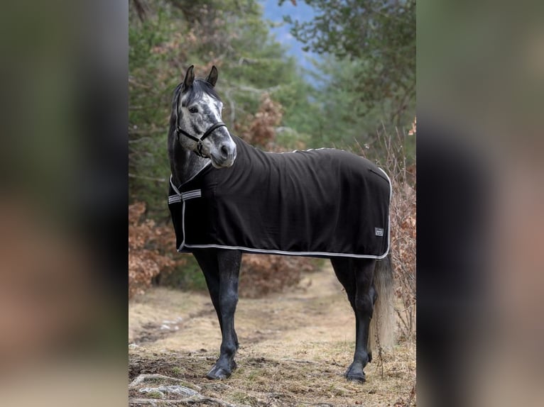 BWP (cheval de sang belge) Hongre 8 Ans 175 cm Gris pommelé in Schlans