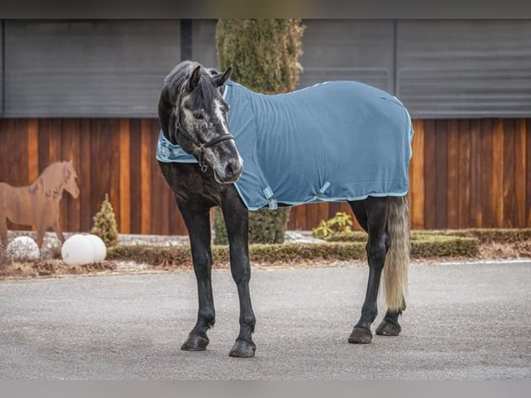 BWP (cheval de sang belge) Hongre 8 Ans 175 cm Gris pommelé in Schlans