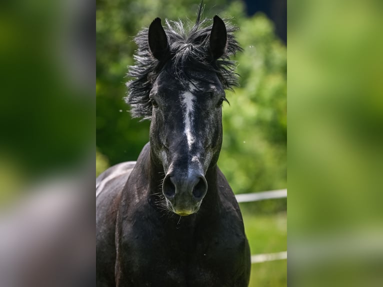 BWP (cheval de sang belge) Hongre 8 Ans 175 cm Gris pommelé in Schlans