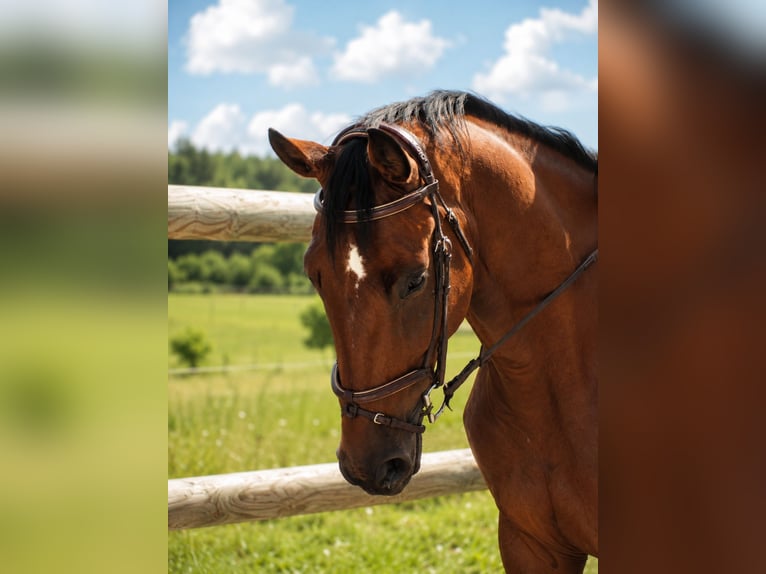 BWP (cheval de sang belge) Hongre 8 Ans 176 cm Bai in Amblève