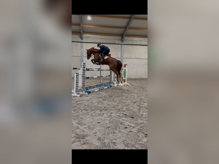 BWP (cheval de sang belge) Hongre 8 Ans 180 cm Alezan in Lokeren