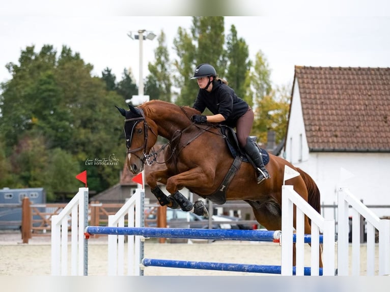 BWP (cheval de sang belge) Hongre 8 Ans 180 cm Alezan in Lokeren