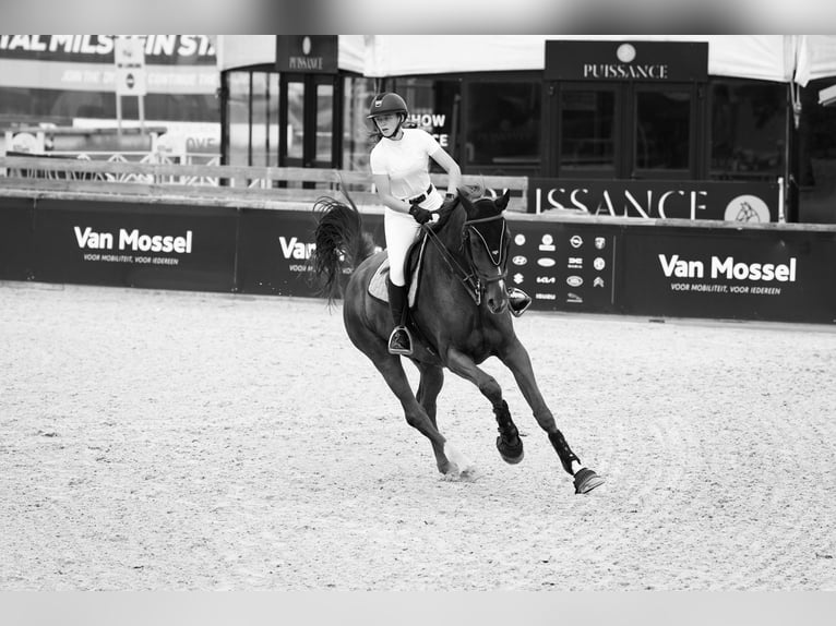 BWP (cheval de sang belge) Hongre 8 Ans 180 cm Alezan in Lokeren