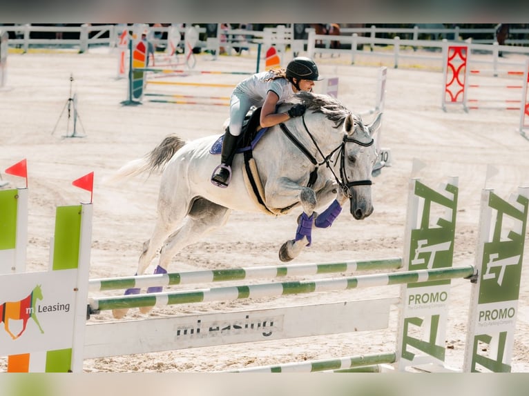 BWP (cheval de sang belge) Hongre 8 Ans 183 cm Gris in K&#x119;bliny