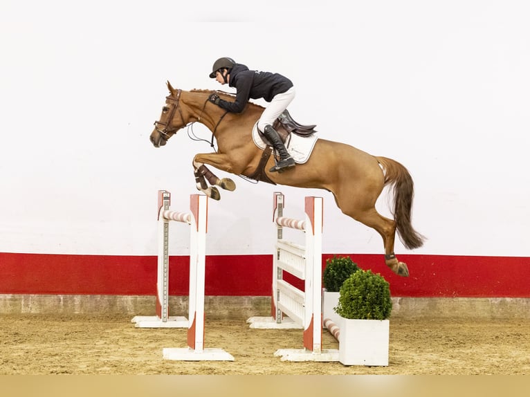 BWP (cheval de sang belge) Hongre 9 Ans 167 cm Alezan in Waddinxveen