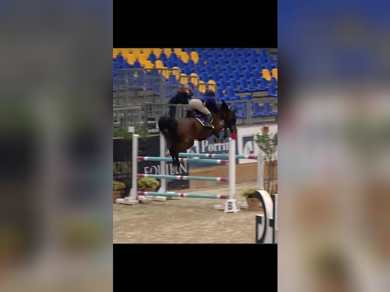 BWP (cheval de sang belge) Hongre 9 Ans 170 cm Bai in Lesmo