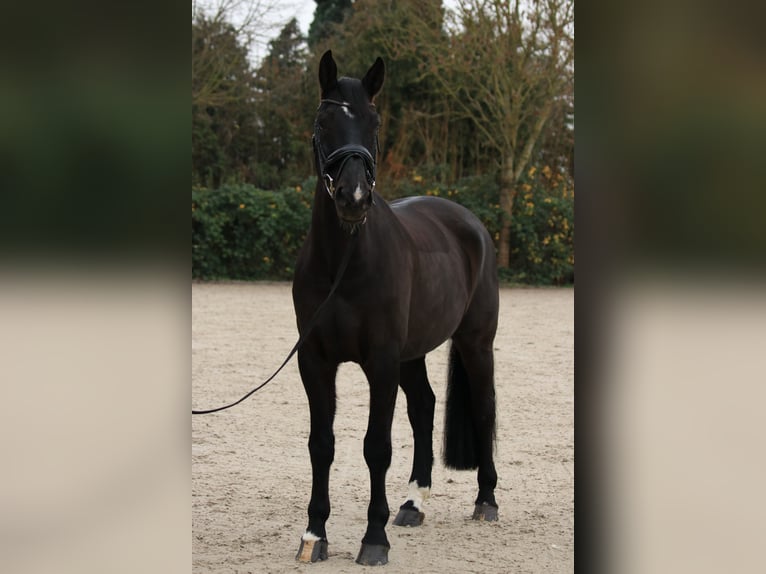 BWP (cheval de sang belge) Hongre 9 Ans 177 cm Bai brun foncé in Bedburg
