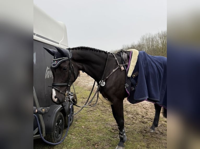 BWP (cheval de sang belge) Jument 10 Ans 164 cm Bai brun in Hückelhoven