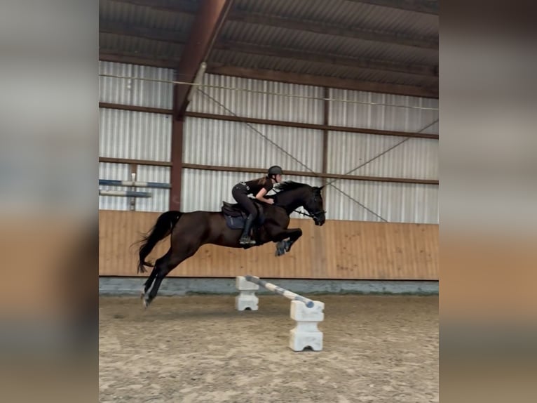 BWP (cheval de sang belge) Jument 10 Ans 164 cm Bai brun in Hückelhoven