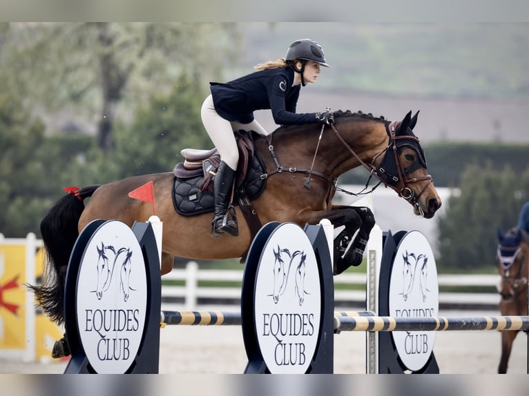 BWP (cheval de sang belge) Jument 10 Ans 164 cm Bai cerise in Brovary