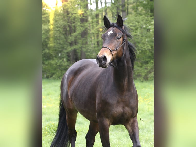 BWP (cheval de sang belge) Jument 10 Ans 168 cm Bai brun in GROBBENDONK