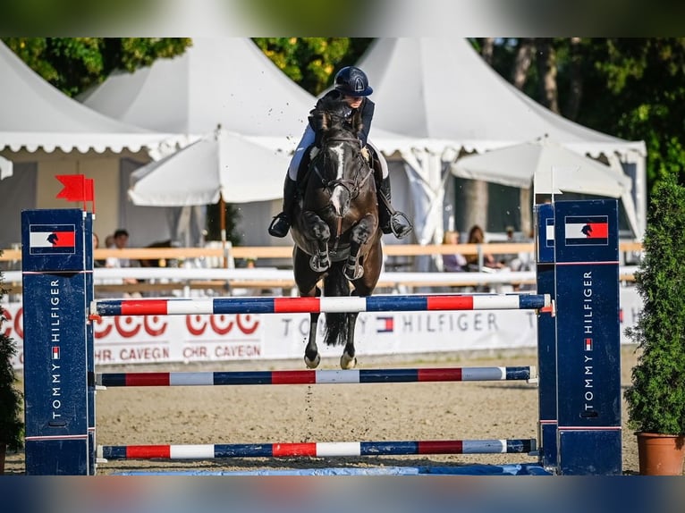 BWP (cheval de sang belge) Jument 10 Ans 170 cm Bai brun in Wellen