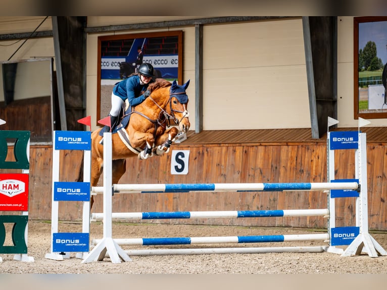 BWP (cheval de sang belge) Jument 11 Ans 164 cm Alezan in Świerklaniec