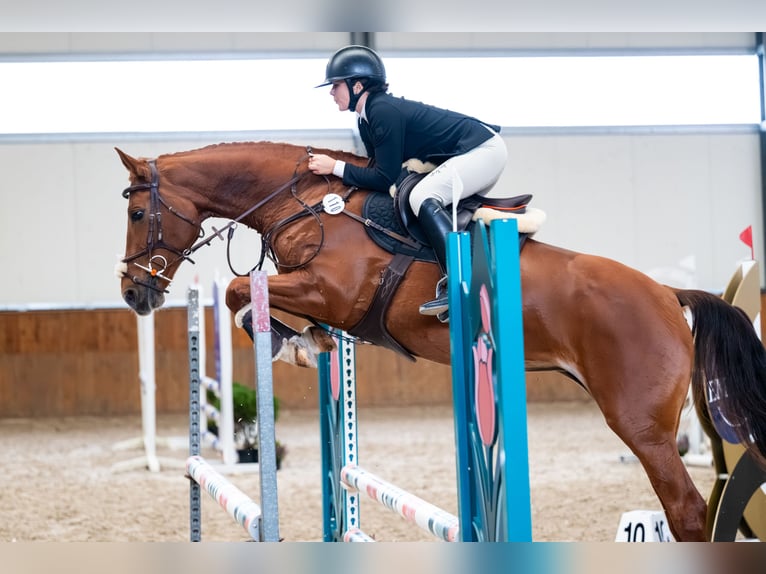 BWP (cheval de sang belge) Jument 11 Ans 164 cm Alezan in Świerklaniec