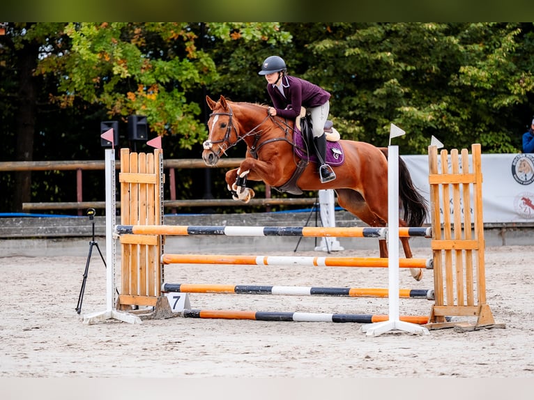 BWP (cheval de sang belge) Jument 11 Ans 164 cm Alezan in Świerklaniec