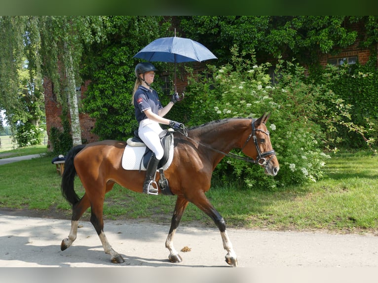 BWP (cheval de sang belge) Jument 11 Ans 167 cm Bai in Ganschow