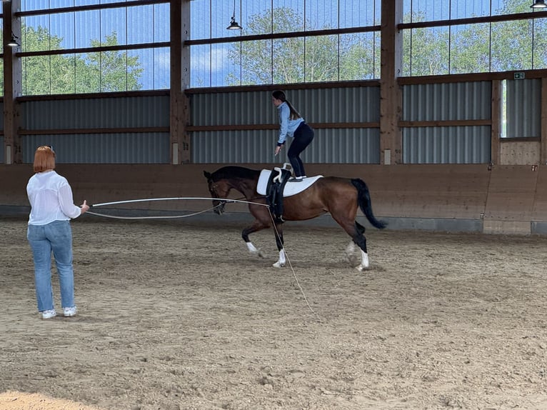 BWP (cheval de sang belge) Jument 11 Ans 167 cm Bai in Ganschow