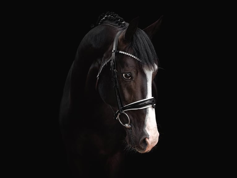 BWP (cheval de sang belge) Jument 11 Ans 167 cm Bai in Peer