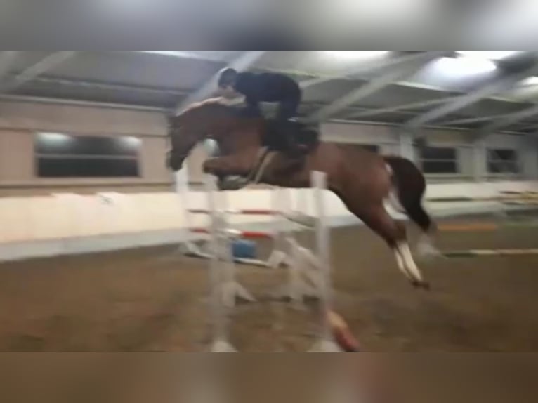 BWP (cheval de sang belge) Jument 12 Ans 166 cm Alezan in Gerstetten