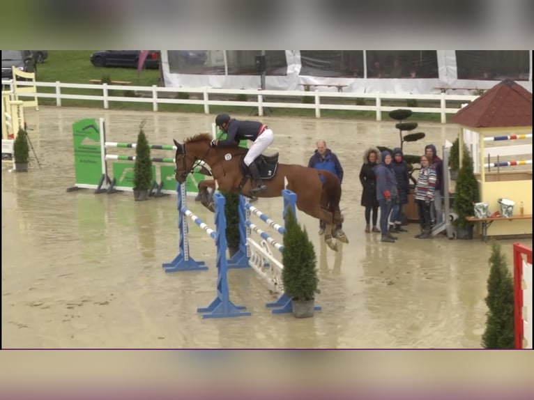 BWP (cheval de sang belge) Jument 12 Ans 166 cm Alezan in Gerstetten