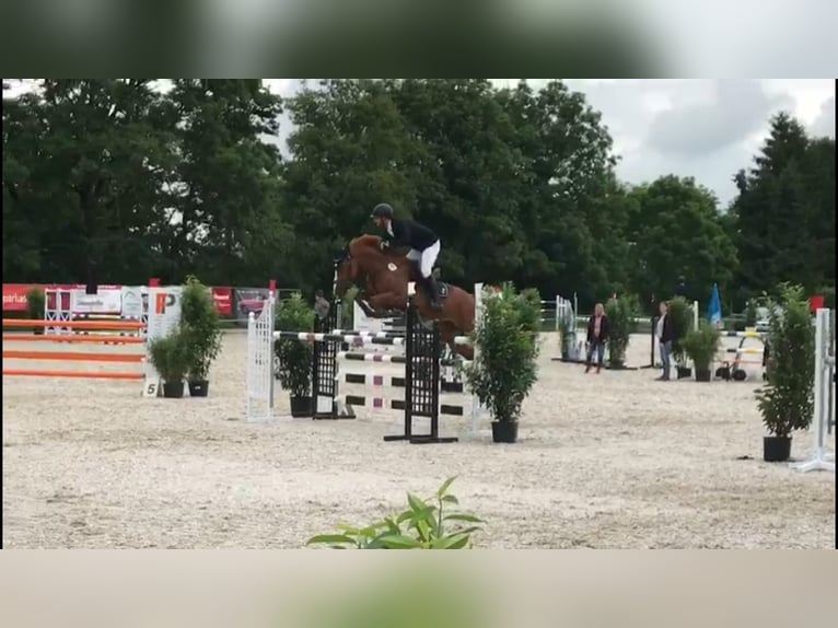 BWP (cheval de sang belge) Jument 12 Ans 166 cm Alezan in Gerstetten