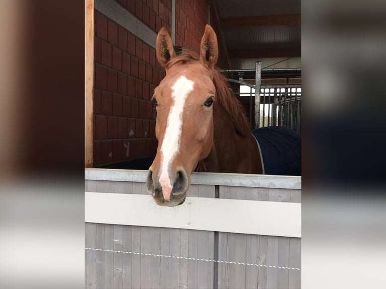 BWP (cheval de sang belge) Jument 12 Ans 166 cm Alezan in Gerstetten