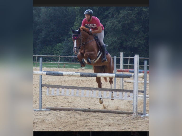BWP (cheval de sang belge) Jument 12 Ans 166 cm Alezan in Gerstetten