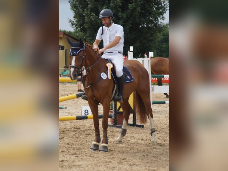 BWP (cheval de sang belge) Jument 12 Ans 166 cm Alezan in Gerstetten
