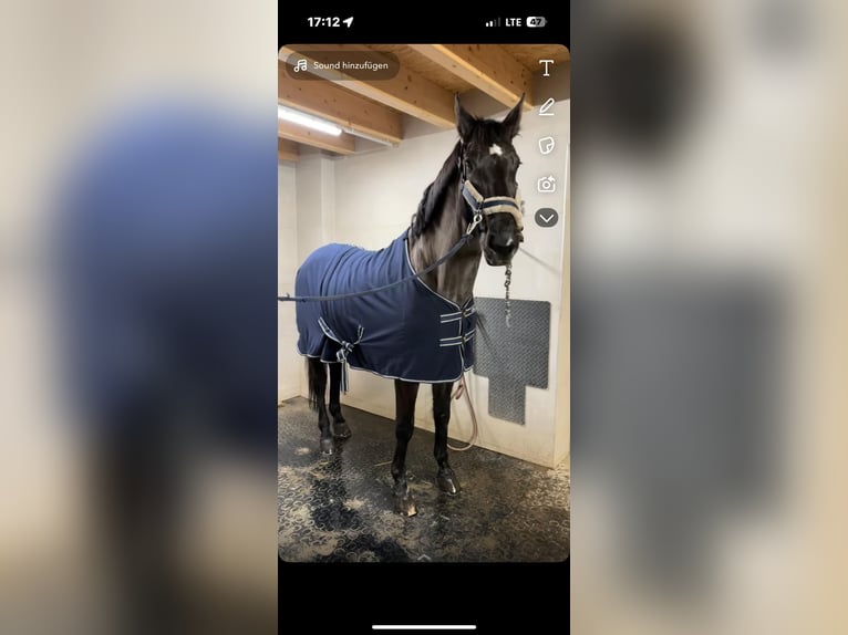 BWP (cheval de sang belge) Jument 12 Ans 170 cm Noir in Kirchschlag i.d. buckligen Welt