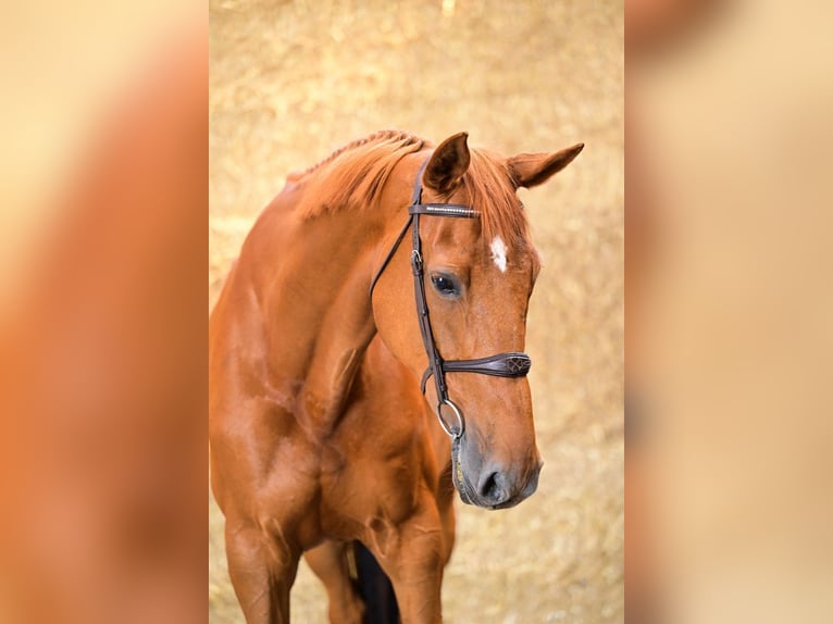 BWP (cheval de sang belge) Jument 12 Ans 174 cm Alezan brûlé in Bladel
