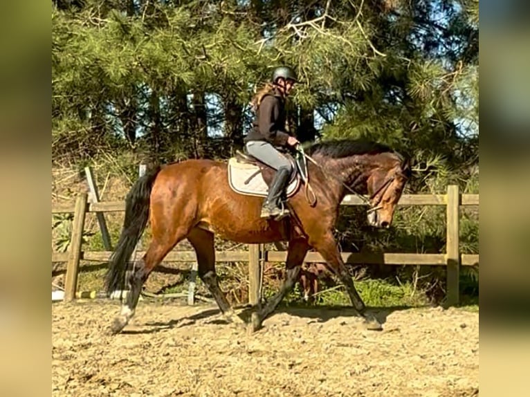 BWP (cheval de sang belge) Jument 12 Ans 175 cm Bai in Bornem